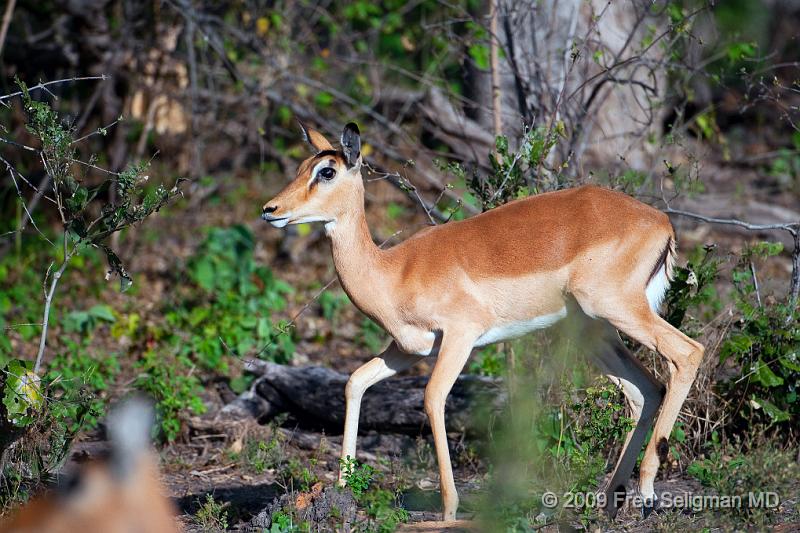 20090615_170826 D300 X1.jpg - Springbok (Gazelle)